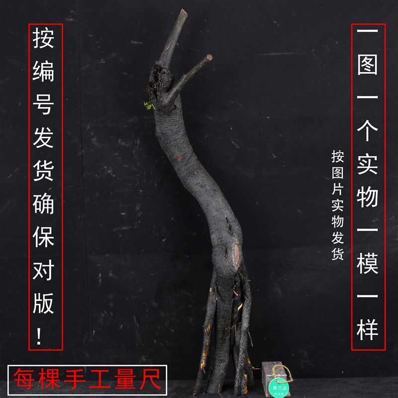 金弹子老桩树桩盆景室内绿植四季常青不落叶黑塔子金单子生桩素材