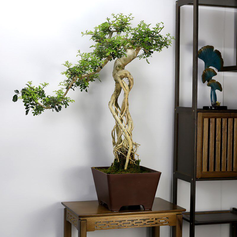 大型提根对节白蜡造型盆景植物室内客厅茶室办公室盆栽阳台绿植