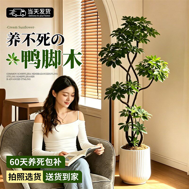 大型绿植造型鸭脚木客厅大盆栽鸭掌木鹅掌柴室内落地四季常青植物