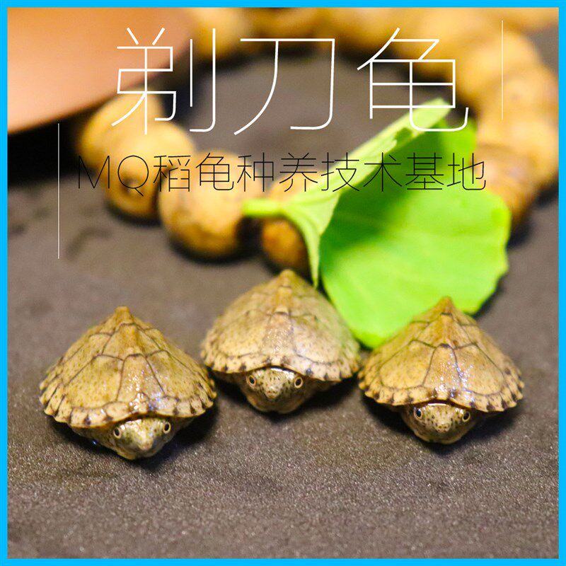 麝香龟苗乌龟活体蛋龟深水龟宠物观赏龟迷你剃刀龟屋顶龟剃刀射香