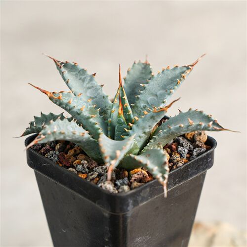 【朴原】曲刺妖炎龙舌兰 Agave utahensis 珍奇阳台窗台多肉盆栽