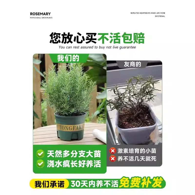 大盆迷迭香盆栽可食用煎牛排用百里香薄荷叶紫苏新鲜香草植物香料