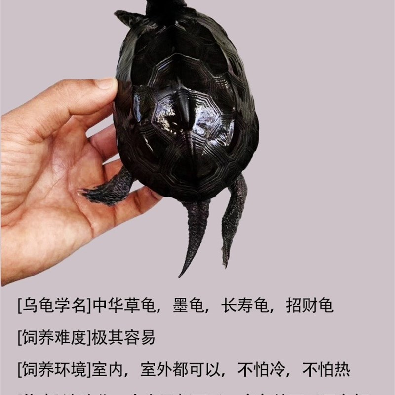 顶墨龟纯种全黑龟苗外塘中华公草龟黑腹小乌龟家庭饲养招财宠物龟