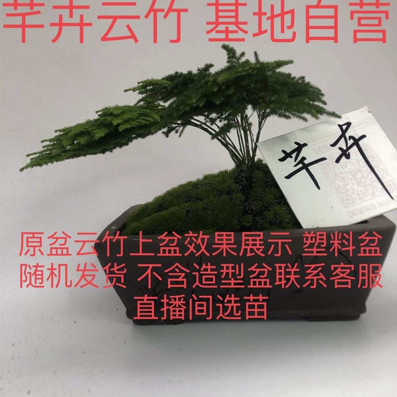 云竹唐山云竹矮生文竹文竹球云松竹地苗网红办公室盆栽基地自产自