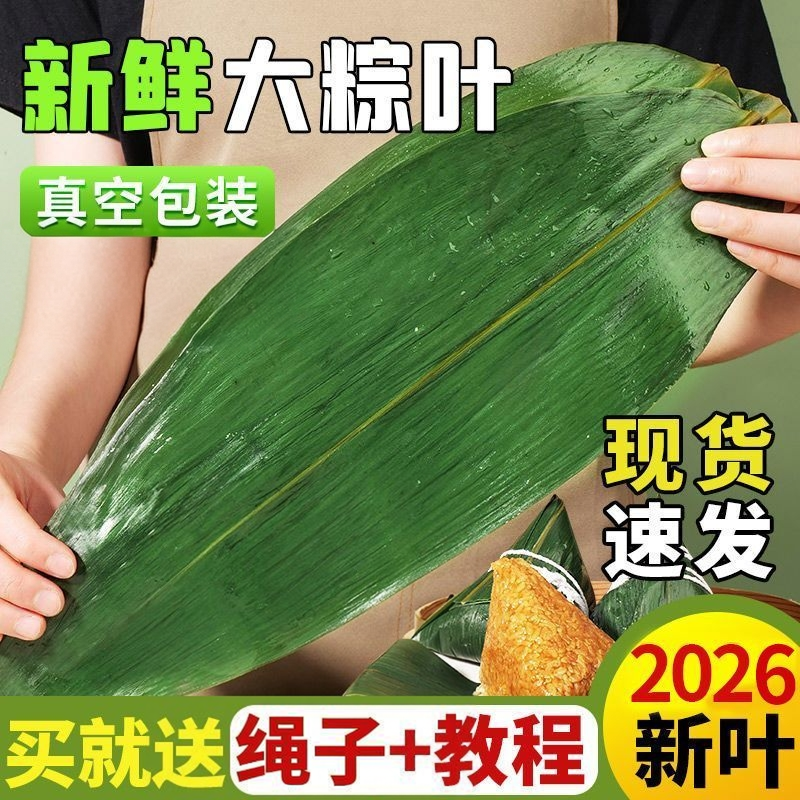 新鲜粽叶大宽片湿粽叶端午节粽子