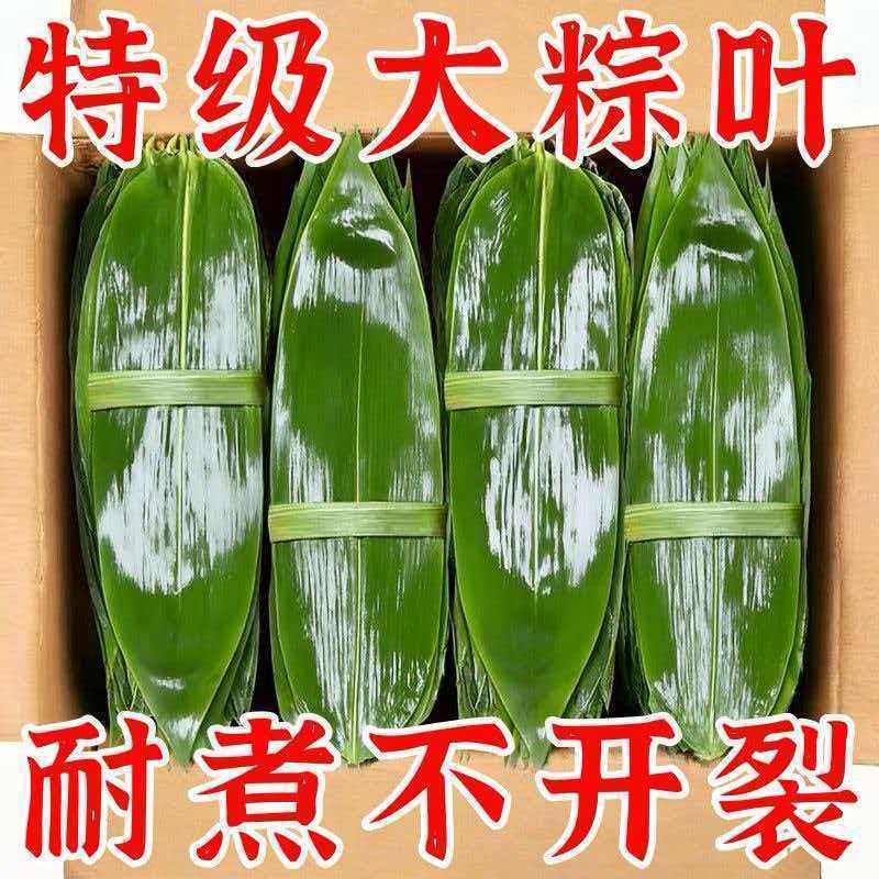 新鲜大号粽叶天然野生箬竹叶密封包装商用家用包粽子包粑粑专用叶