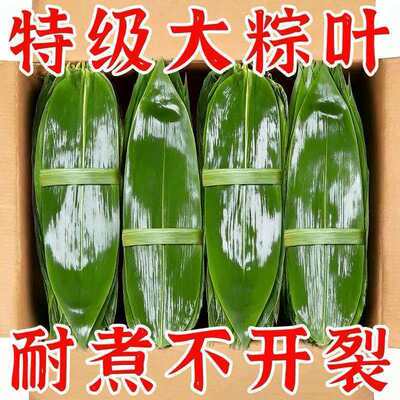 新鲜大号粽叶天然野生箬竹叶密封包装商用家用包粽子包粑粑专用叶