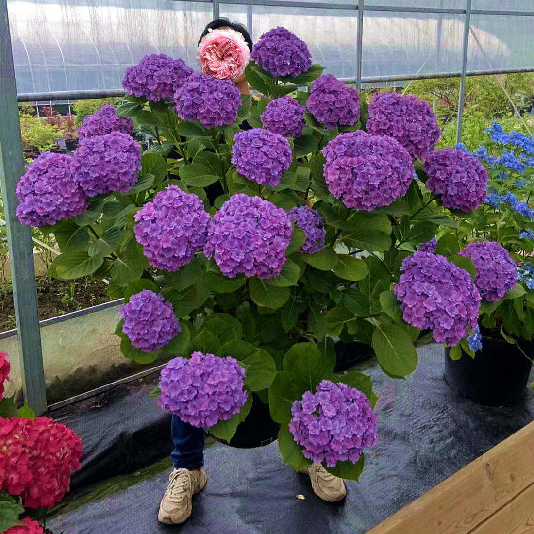 高档绣球花苗盆栽庭院别墅无尽夏花园植物多年生浓香花卉耐寒四季