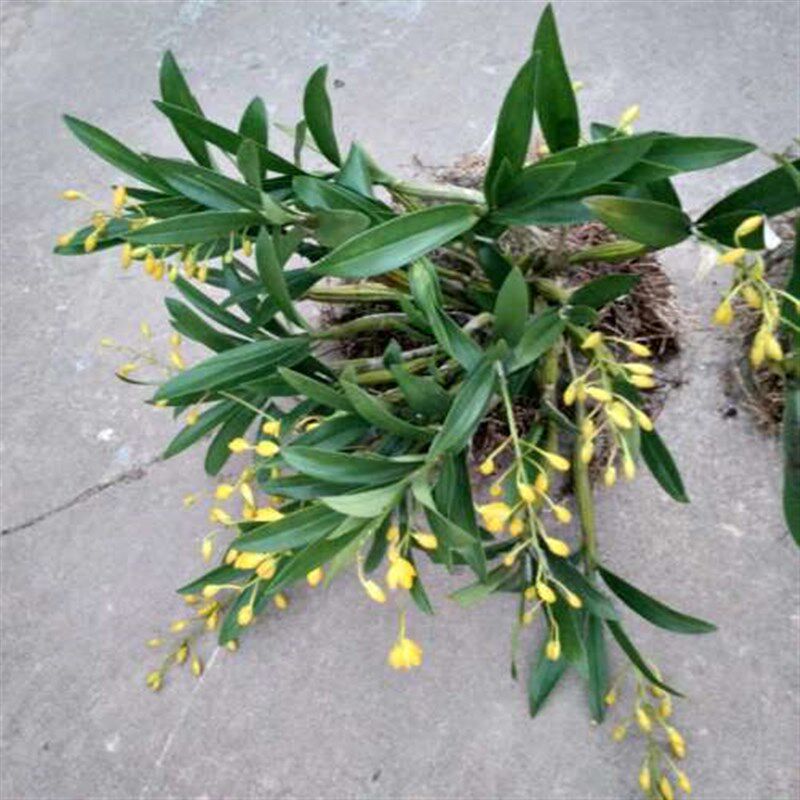 鼓锤石斛 缅甸鼓锤石斛苗 花期三四月份 花蜂蜜香 花条都可以食用图片