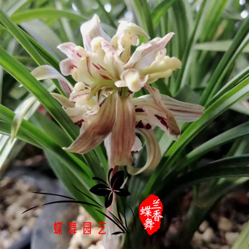 进口优质蛇木屑    高级桫椤透气兰花植料    国兰洋兰基质营养土