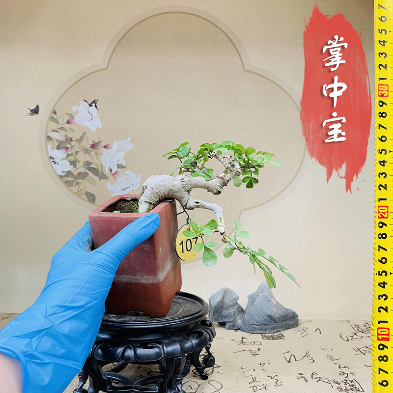 张氏微景园对节白蜡悬崖临水熟桩微小型掌中宝盆景绿植物一物一拍