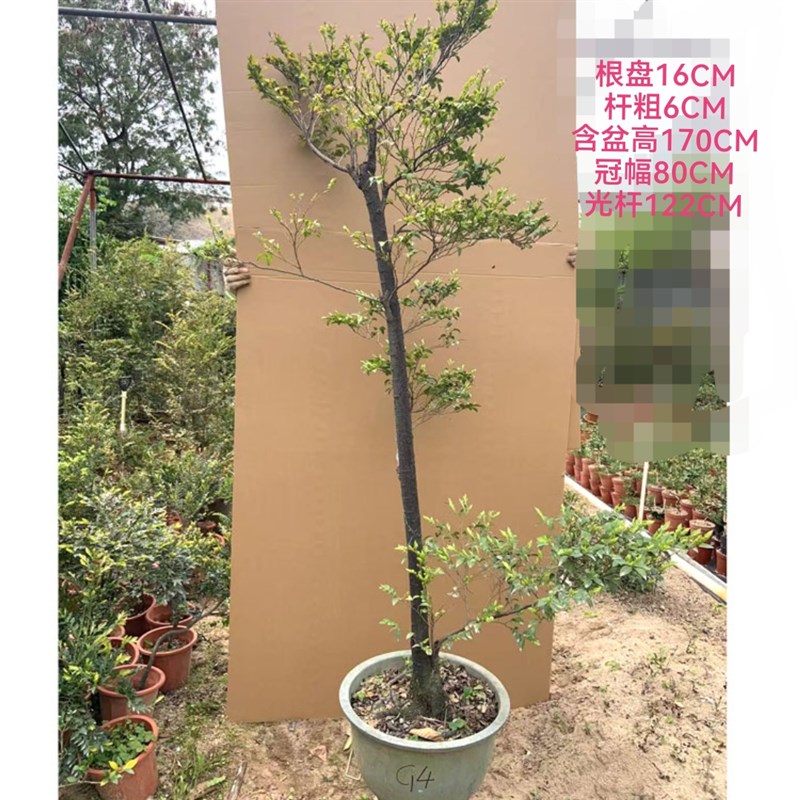 落地高桩小叶紫檀盆景网红文人树桩黑檀黑骨盆栽室内外好养绿植