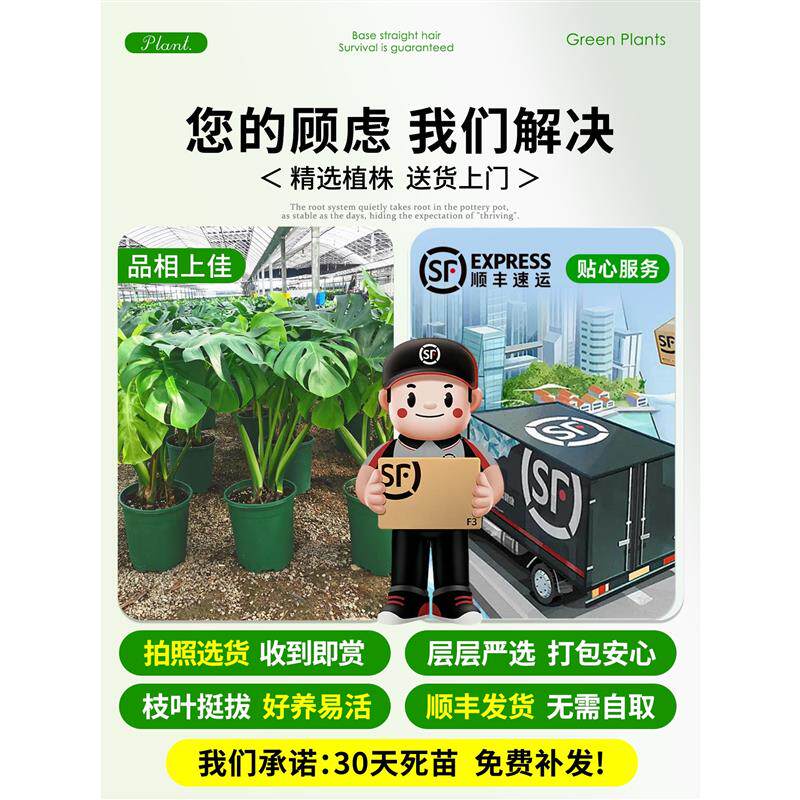 龟背竹客厅大盆栽大叶开背办公室大型绿植物室内好养盆景净化空气