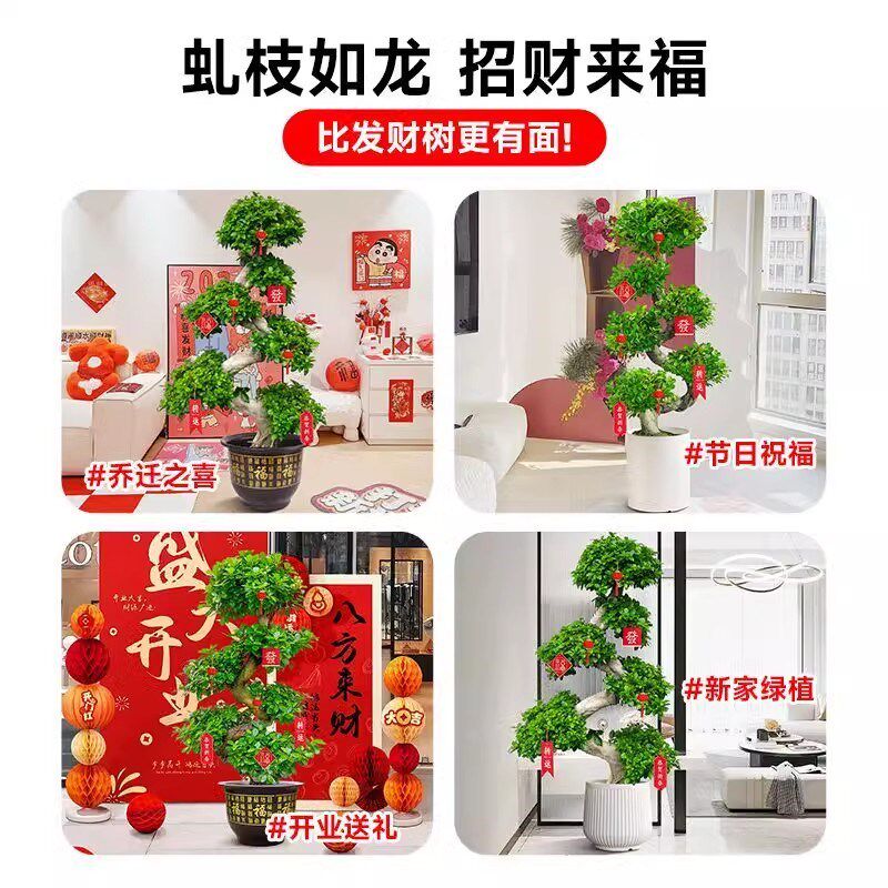 造型金钱榕大盆栽小叶盆景植物室内招财摇钱树客厅大型绿植发财树