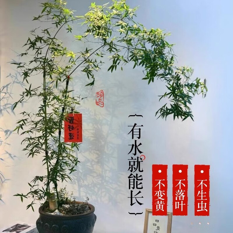 小叶簕竹盆栽室内客厅大型绿植茶桌好养竹子富贵竹植物高端书房