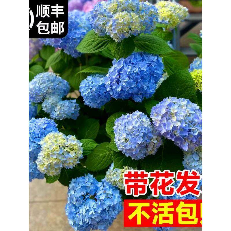 绣球花苗盆栽无尽夏带花鲜花卉庭院植物室内外耐寒耐冻耐晒开