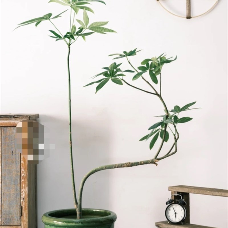 原生长发财树小盆栽桩树苗独杆花卉植物客厅室内大型绿植招财树