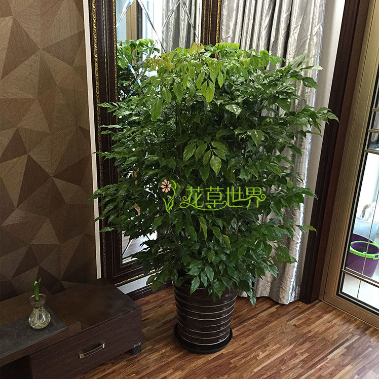 绿宝幸福树盆栽大型室内观叶植物客厅办公室绿植盆景上海送货上门