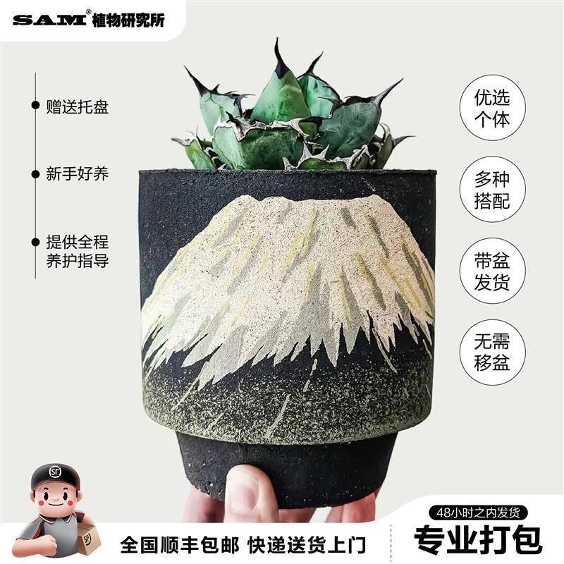 蓝鲸龙舌兰蓝色叶片潮流块根网红植物INS绿植耐晒耐旱易养护盆栽