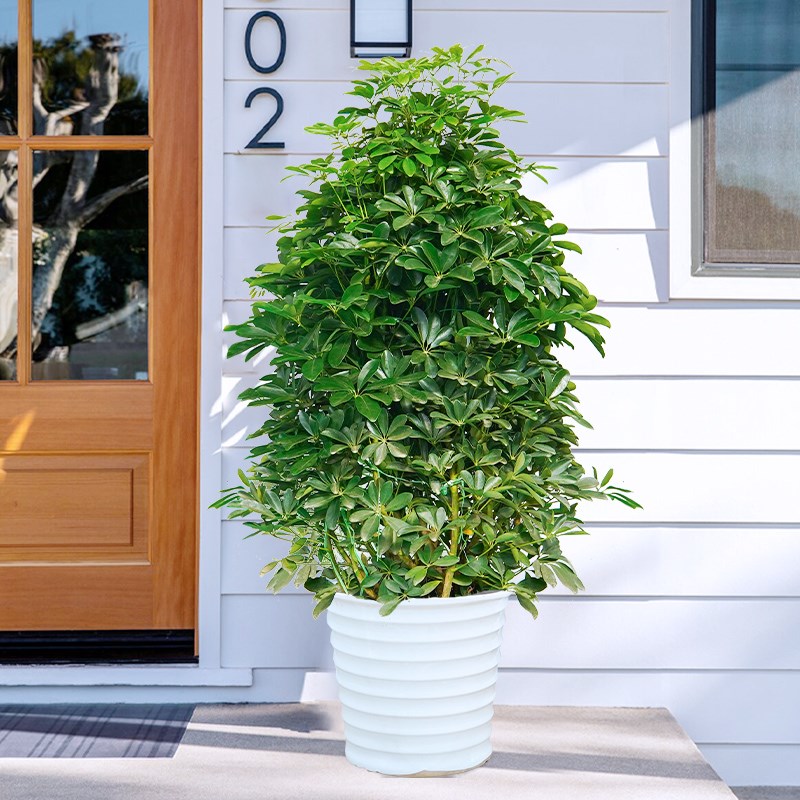 鹅掌柴鸭掌木盆栽办公室客厅室内植物大型绿植鸭脚木八方来财真花