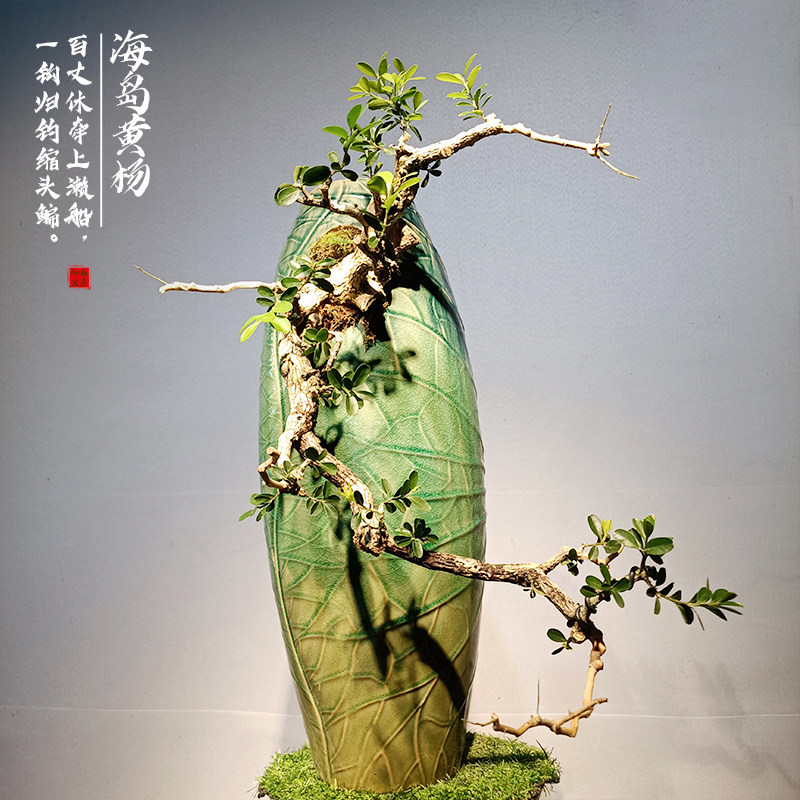 小叶紫檀盆景客厅好养树桩黑骨茶植物室内耐寒绿植盆栽办公室镇宅