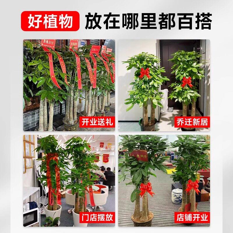 发财树盆栽大棵室内摆客厅大型步步高招财树绿植物办公室乔迁开业