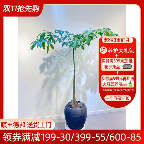 发财树落地盆栽室内大型植物四季常青好养护自然风格原生发财树
