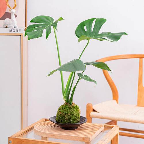 大叶龟背竹苔藓球室内造型桌面好养常青绿植盆栽水培苔藓球