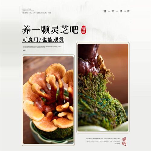 活灵芝盆栽植物室内桌面四季客厅观叶办公室绿植好养真灵芝小盆景