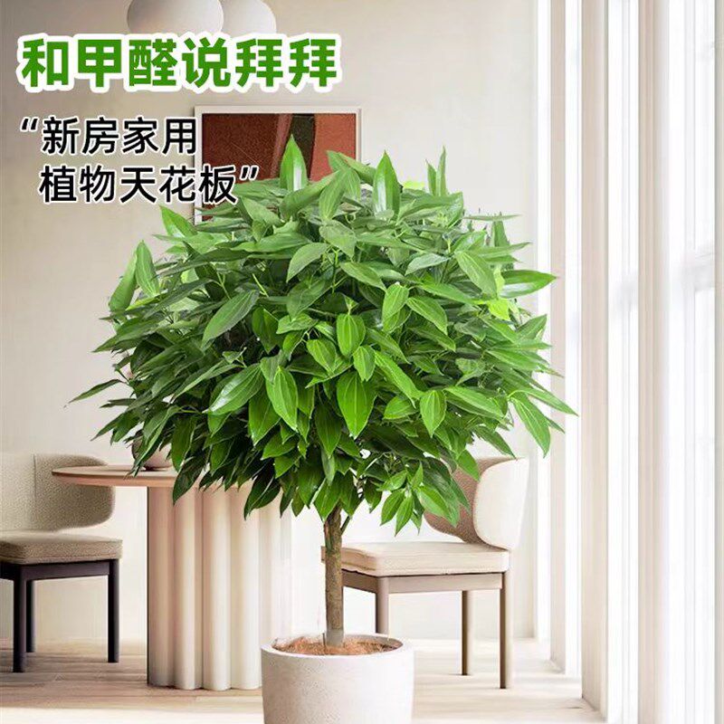 平安树盆栽大型客厅绿植办公室乔迁除甲醛常青好养活植物肉桂盆景