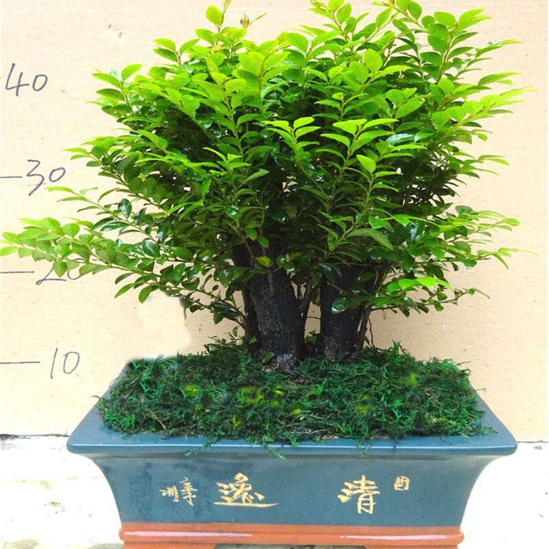 名贵办公室盆载室内绿植小叶紫檀盆景除甲醛植物苗木花卉四季常青