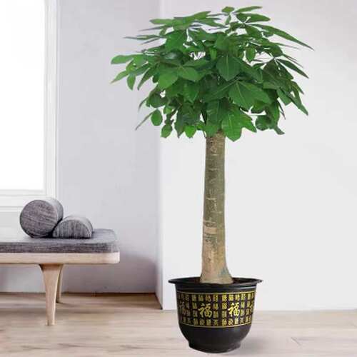 发财树大棵客厅大盆栽大型绿植室内办公室盆景吸甲醛乔迁开业植物