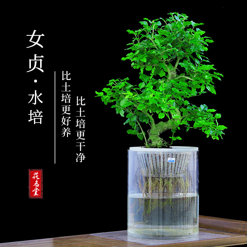 水培小叶女贞树苗四季常绿新中式盆景客厅茶室好养绿植物提根