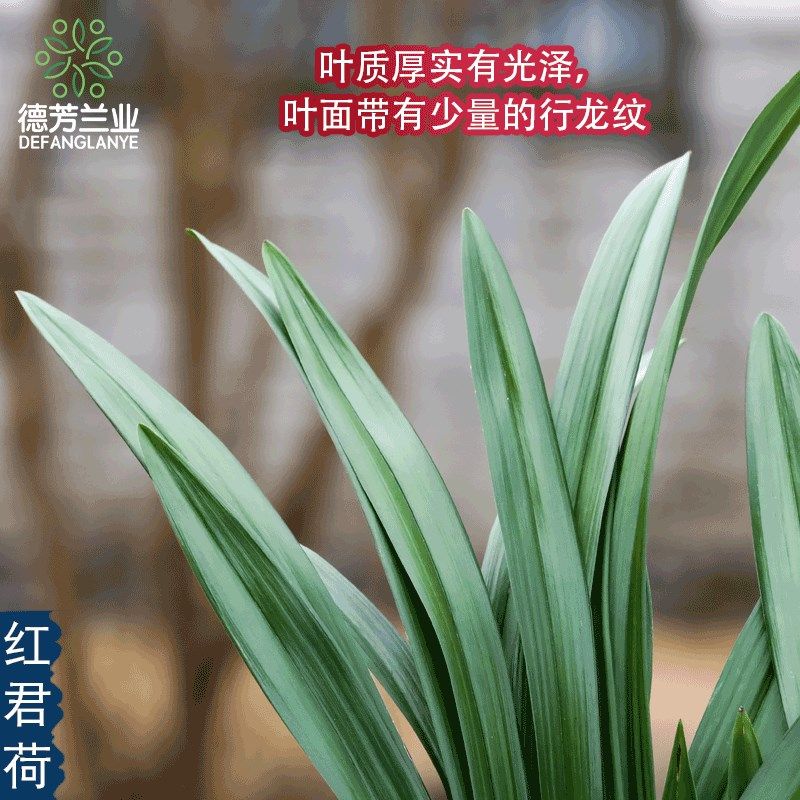 十大名贵特香兰花建兰红君荷带花苞发货室内客厅好养花卉绿植盆栽