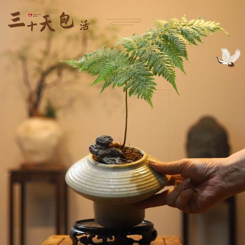 红鳞蕨盆景绿植摆件禅意室内装饰品玄关柜办公室景观蕨类造景茶室