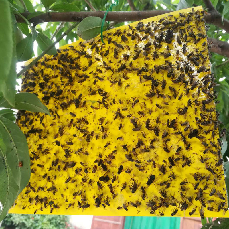 粘虫黄板蓝板黏虫板飞虫贴果树菜园飞虫沾虫板茶果园粘蝇纸板防水