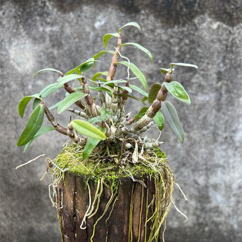【一物一拍】雁荡山铁皮石斛兰 带木桩盆栽吊兰盆景