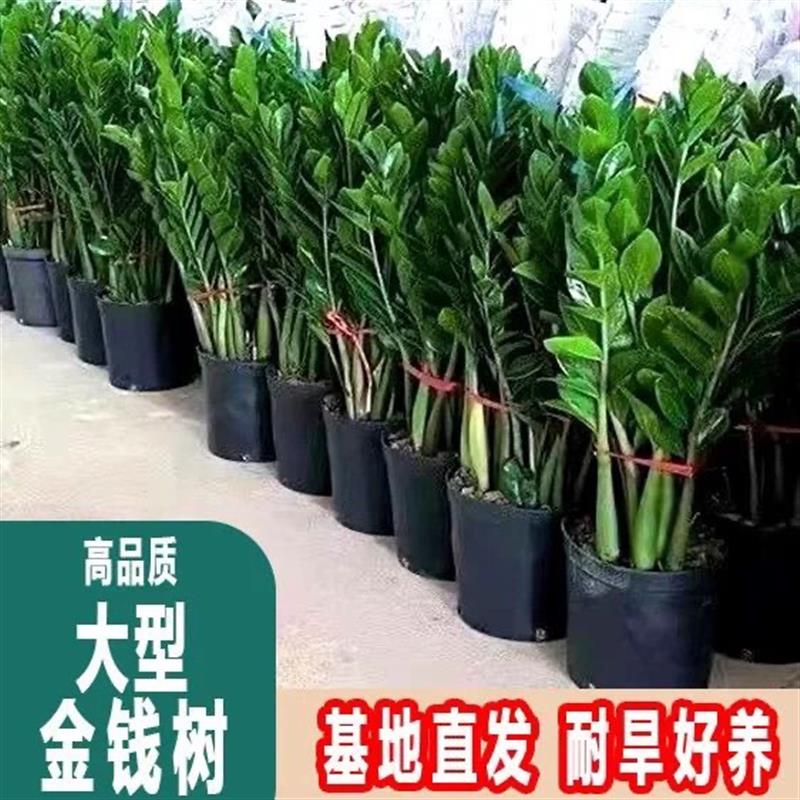 金钱树盆栽圆叶摇钱串子树苗办公室内客厅大型发财树真花盆景绿植