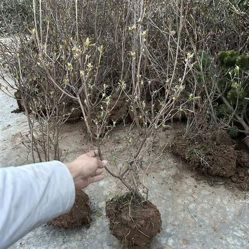 映山红树苗映山黄花毛杜鹃花苗南北方庭院种植耐寒映山红老桩盆景