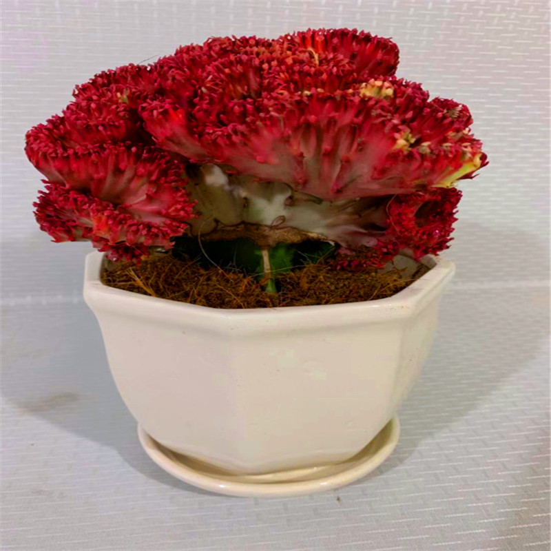 彩麒麟盆栽室内庭院盆栽室内仙人掌多肉绿植花卉玉麒麟彩春峰龙骨图片