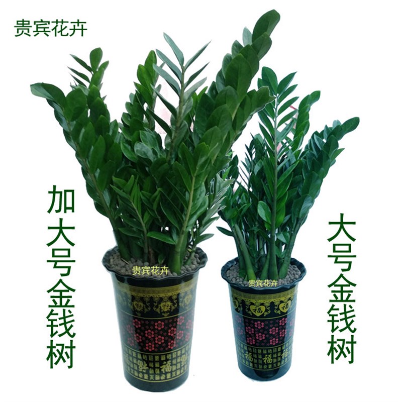 大金钱树室内客厅办公室大绿植盆栽盆景吸甲醛观叶招财植物摇钱树