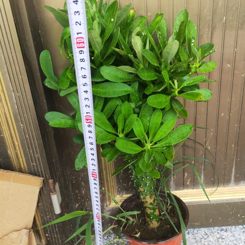 霸王鞭盆栽 龙骨植物 仙人柱 金刚杵 量天尺 刺金刚植物盆栽