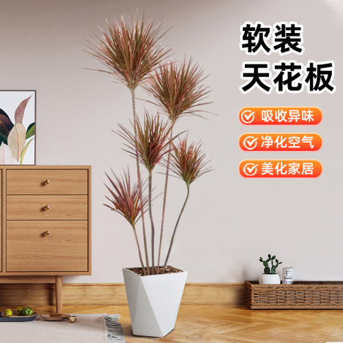 七彩千年木大型盆栽马尾铁好养绿植办公室内客厅阳台净化空气植物