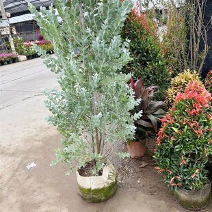 银叶金合欢盆栽树苗室外庭院阳台绿植澳洲品种观叶风景树公园绿化