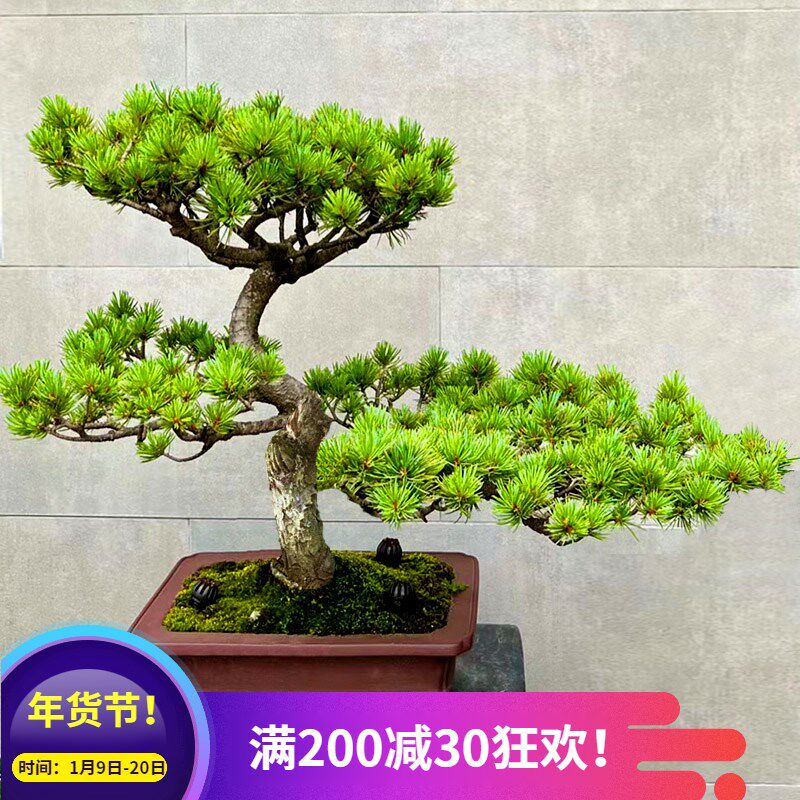 入户迎客五针松真树原生树苗小盆景造型老桩黑松矮霸一物一拍大树