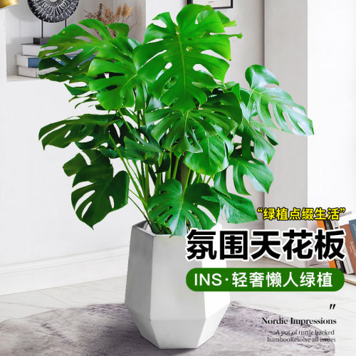 龟背竹植物室内客厅大盆栽绿植百合竹龟背叶大花盆落地老桩好养活
