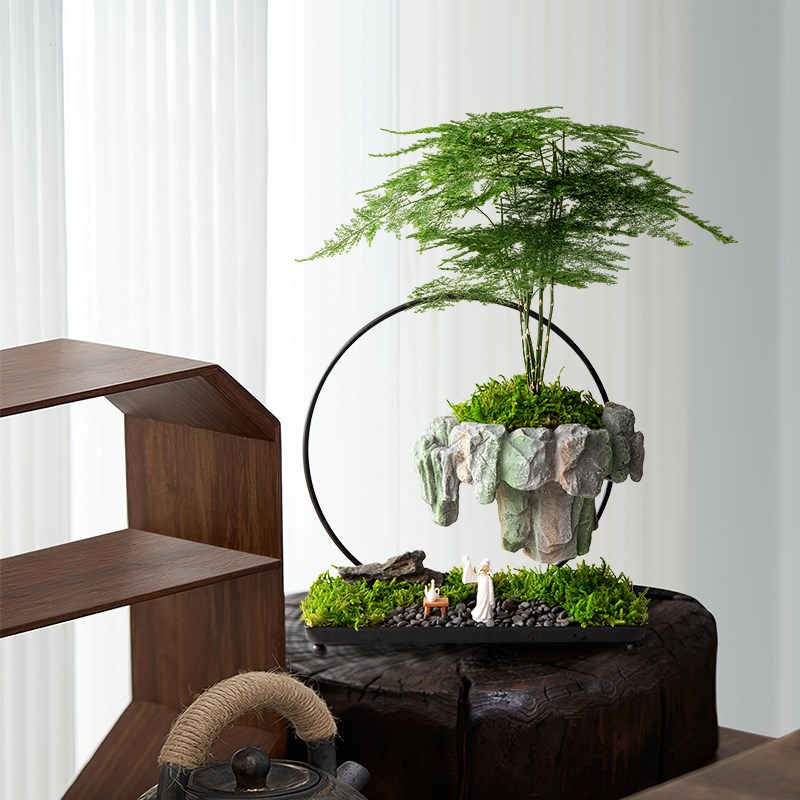 文竹盆栽发财树室内玄关绿植旺宅植物摆件办公桌面悬浮微景观盆景
