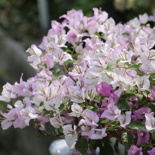 三角梅盆栽矮桩带花苞苗红绿樱紫飘枝造型室内阳台客厅开花卉植物