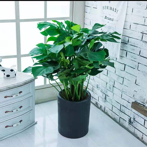 长沙龟背竹盆栽新居室内吸甲醛大型植物净化空气大叶绿植同城配送