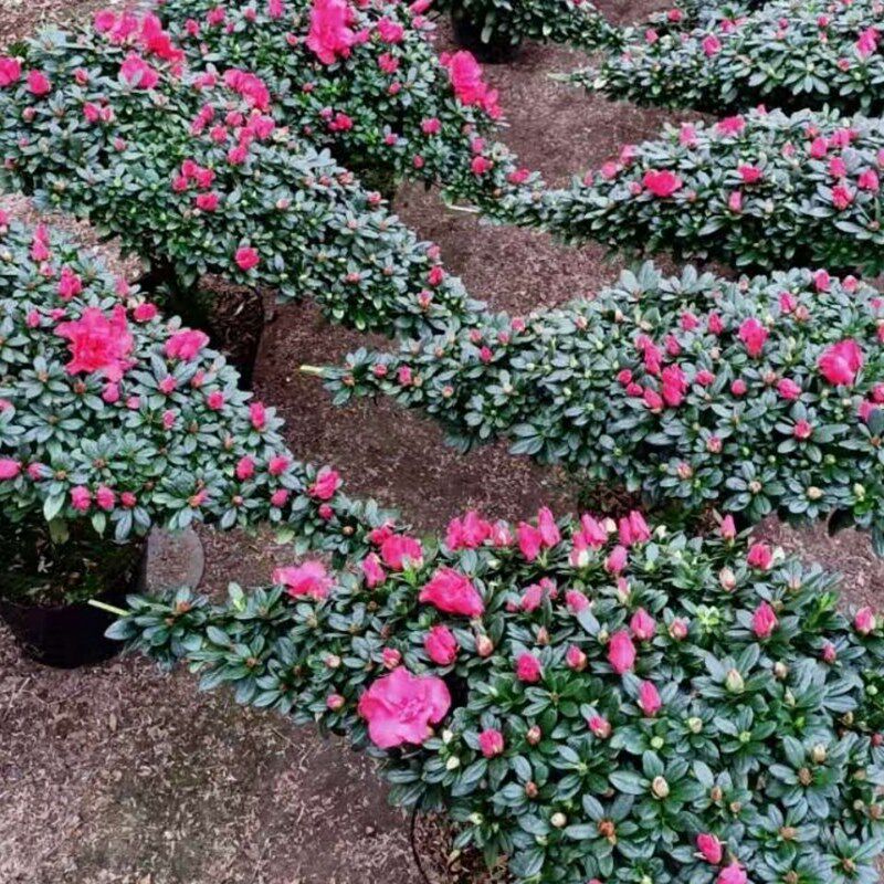 凤尾造型玫红杜鹃花盆栽四季开花老桩盆景宝石红中国红喜庆爱心型